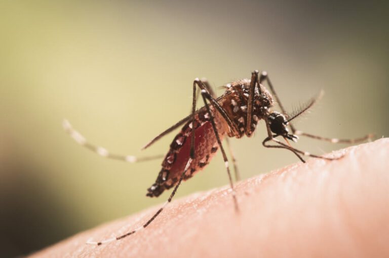 A mosquito on a person's skin.